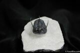 Devil Horned Cyphaspis Trilobite - Great Spines #475-5